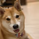 Blockchain Shiba inu