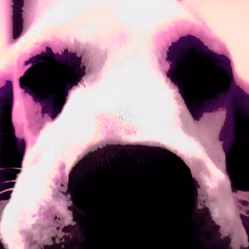 Lemon Beagle Finest Art