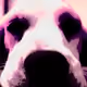 Lemon Beagle Finest Art