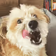 Lenni - the cutest Dog
