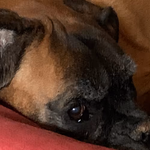 LEO