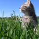 life