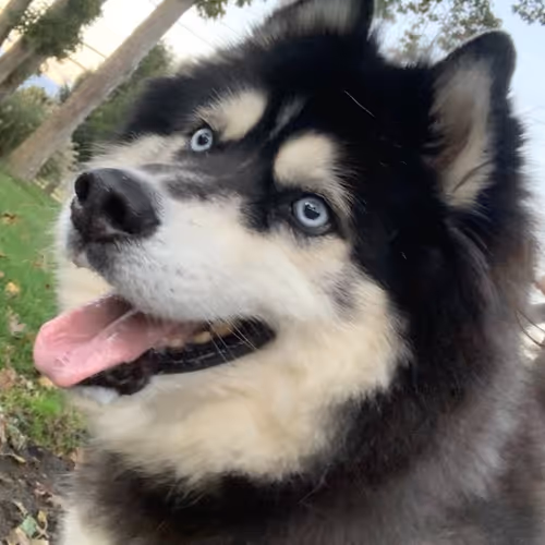 Life of Riley the Husky