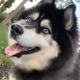 Life of Riley the Husky