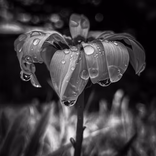 The life and times of B&W flowers