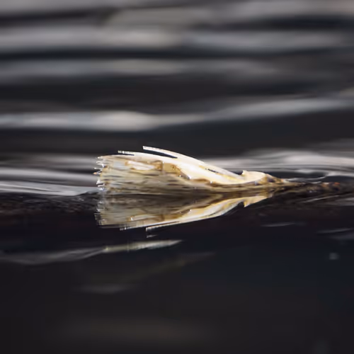 life/death in the pacific northwest