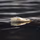 life/death in the pacific northwest