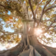 Life Flows Through It