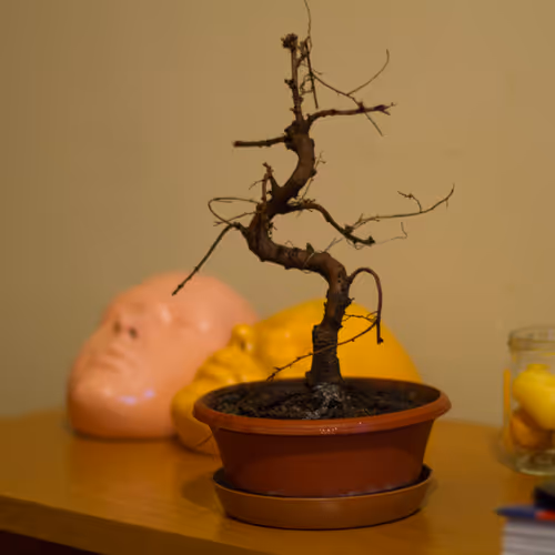 Life of Tree