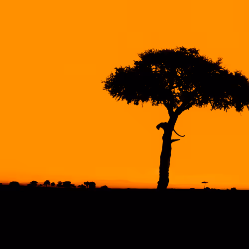 Light and Shadow Silhouette