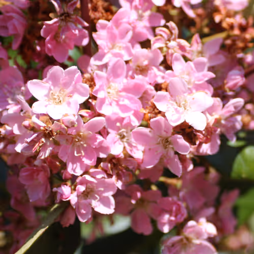 LIght Pink petal with light yellow inside