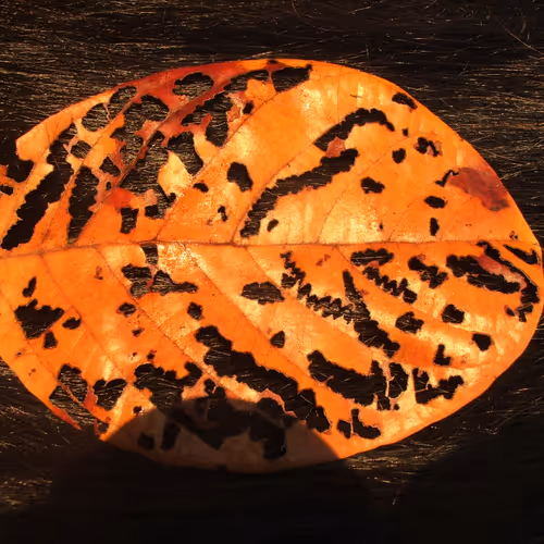 Light shines through the empty space.