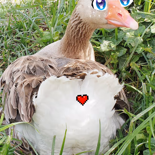 Like a Bird...driB a ekiL