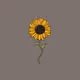Like a Sunflower