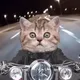 Lil Baby Mews