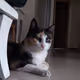 LiLi JooJooi