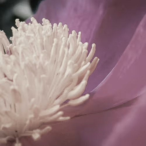 Lilwldchld Editions - old V2