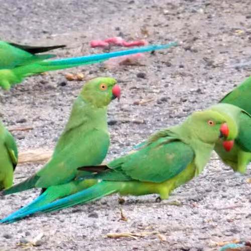 Limited Edition - Channa's Vision