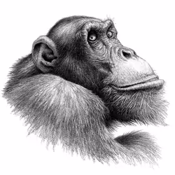 アイテム メディア プレースホルダー