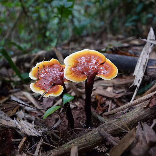 The King of Mushrooms
