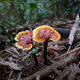 The King of Mushrooms