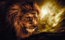 Lion-Amazon