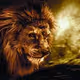 Lion-Amazon
