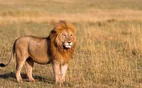 lion V3