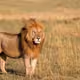 lion V3