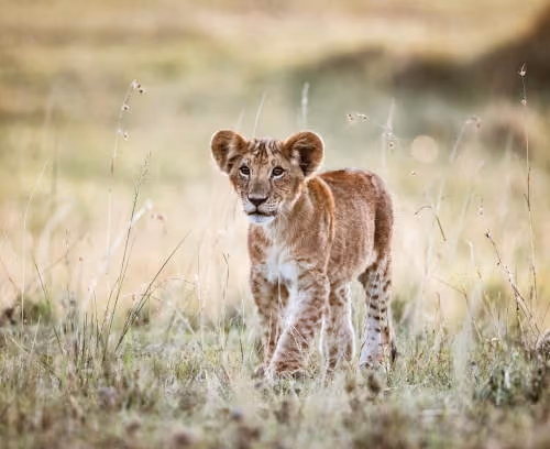 Lions_90