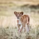 Lions_90