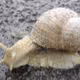 Snail on the trail of fame