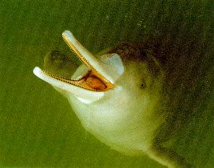Lipotes vexillifer