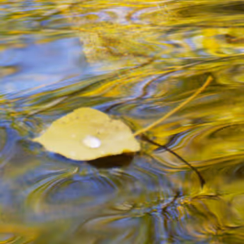Liquid Golden