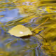 Liquid Golden
