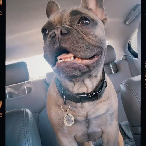 Gambit Against the World