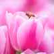 Little Bee Dancing