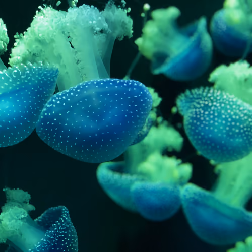 LittleOne Photography Collection