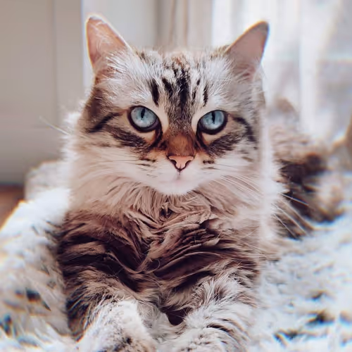 LITTLES CAT-