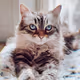 LITTLES CAT-