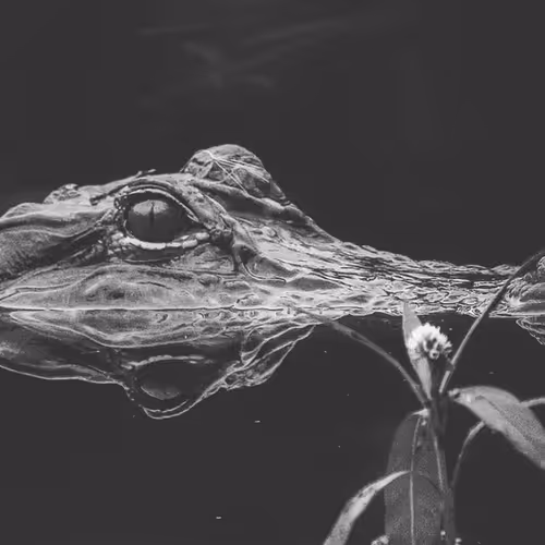 Live Alligators