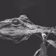 Live Alligators