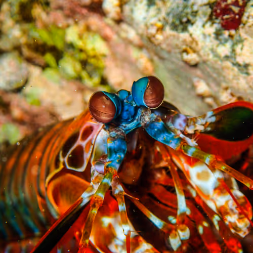 Living things in nature
