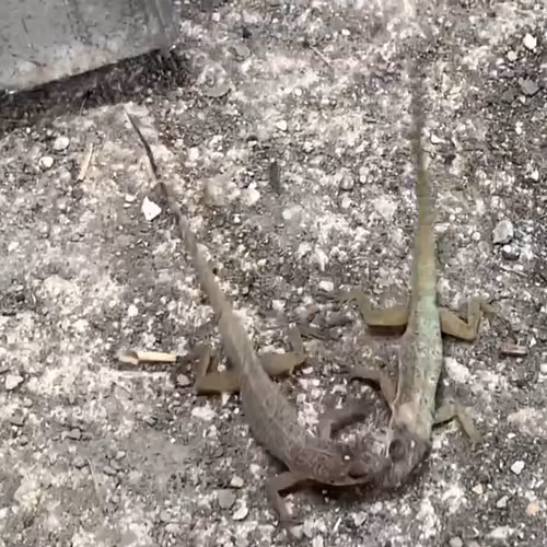 Lizard Fight!!!