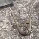 Lizard Fight!!!