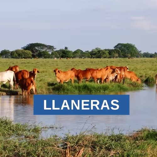 Llaneras Season 1