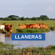 Llaneras Season 1
