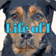 LOI - Life of I