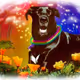 Lola-The-Wonder-Dog