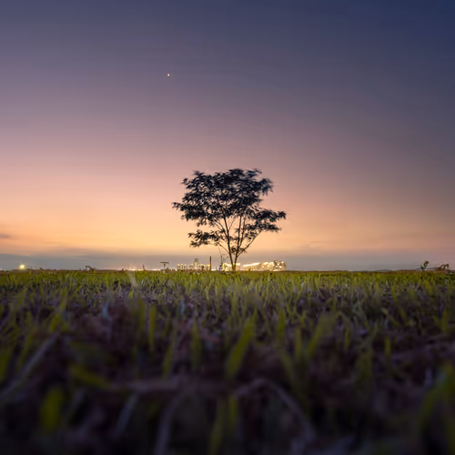 Lone Trees of Singapore
